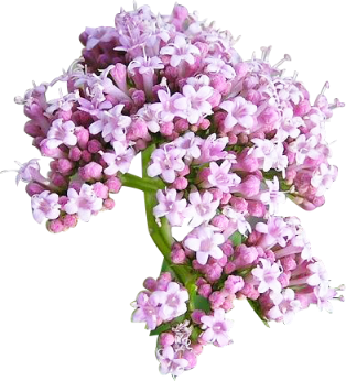 Valerian Root