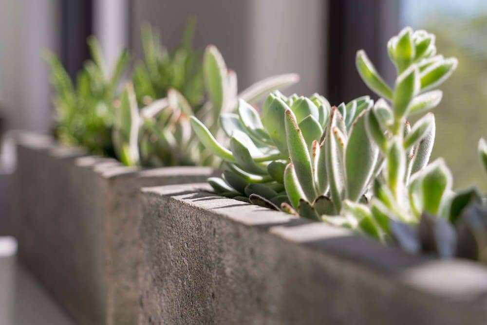 Office Plants